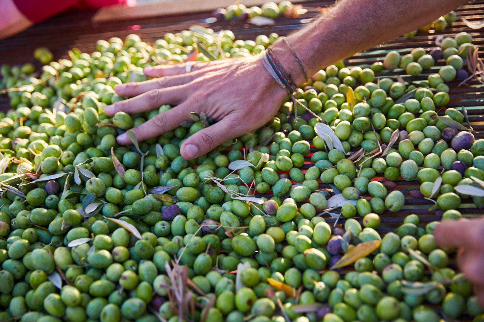 Finishing Oil, Extra Virgin Olive Oil